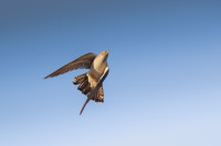 Molino del Comendador